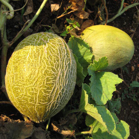Valencia Winter Melon Seeds (Cucumis melo var. inodorus cv.)