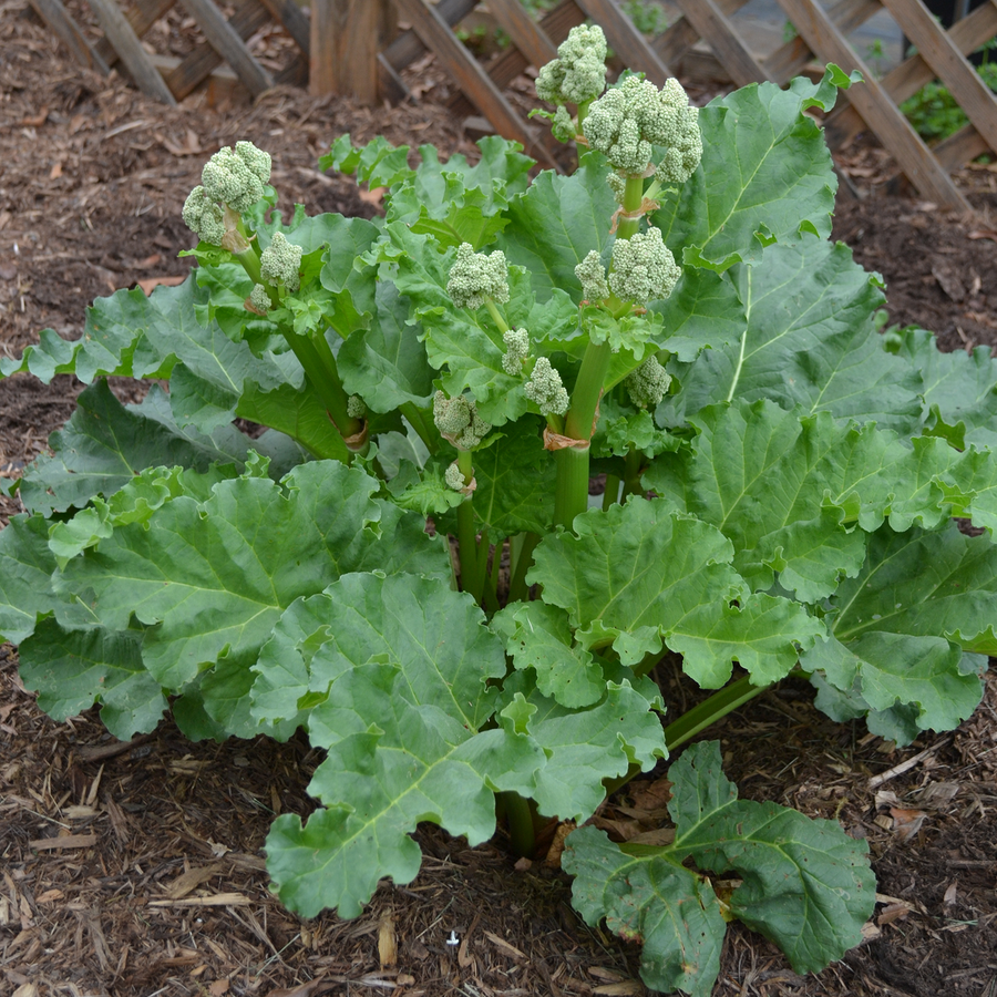 Victoria Rhubarb (Rheum x coltorum cv.)