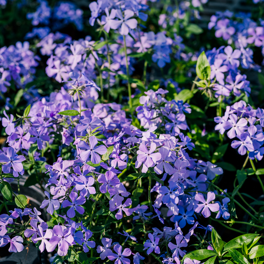 Wild Blue Phlox (Phlox divaricata)