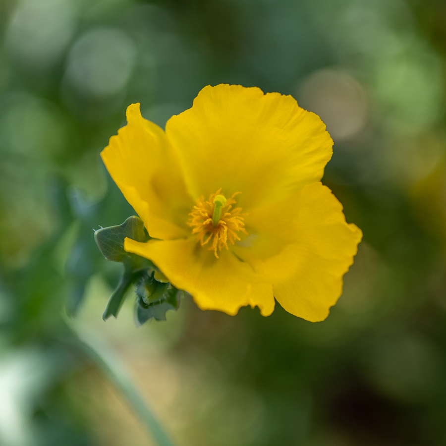 Yellow Horned Poppy (Glaucium flavum)