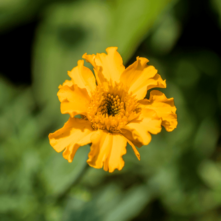 African Marigold Seeds (Tagetes erecta) - Monticello Shop