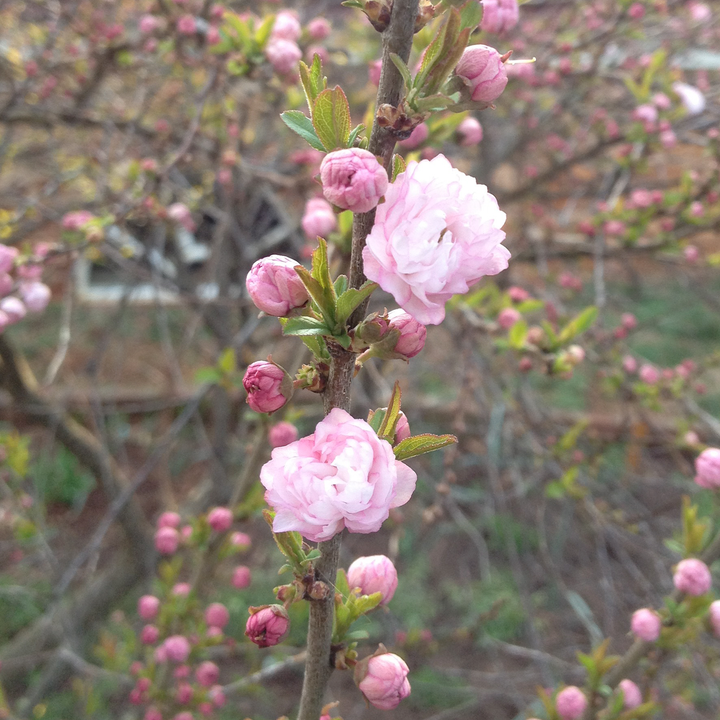 Dwarf Flowering Almond (Prunus glandulosa 'Rosea Plena')