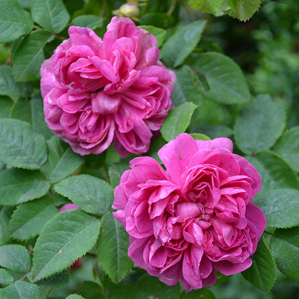 Amanda Patenotte Rose (Rosa cv.)