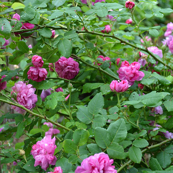 Amanda Patenotte Rose (Rosa cv.)