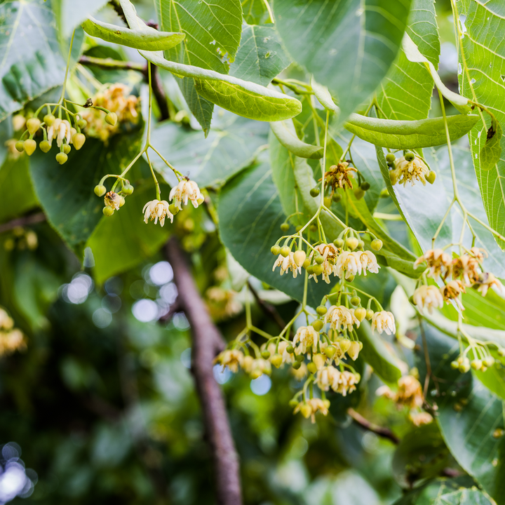 American Linden; American Basswood (Tilia americana)