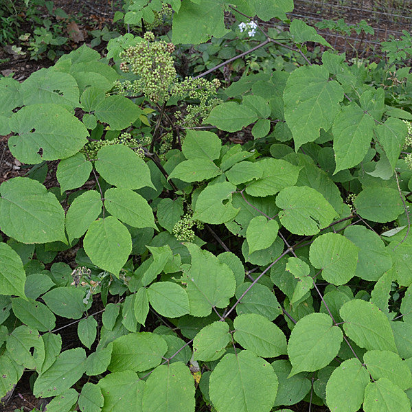 American Spikenard (Aralia racemosa)