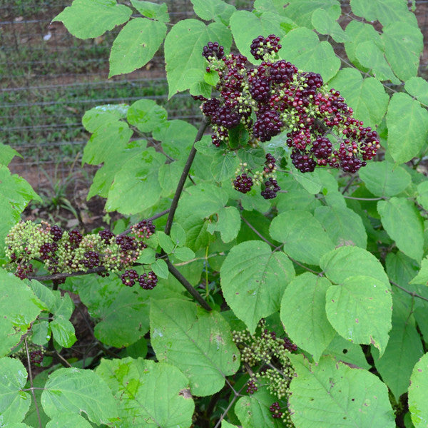 American Spikenard (Aralia racemosa)