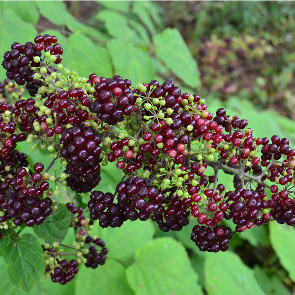 American Spikenard (Aralia racemosa)