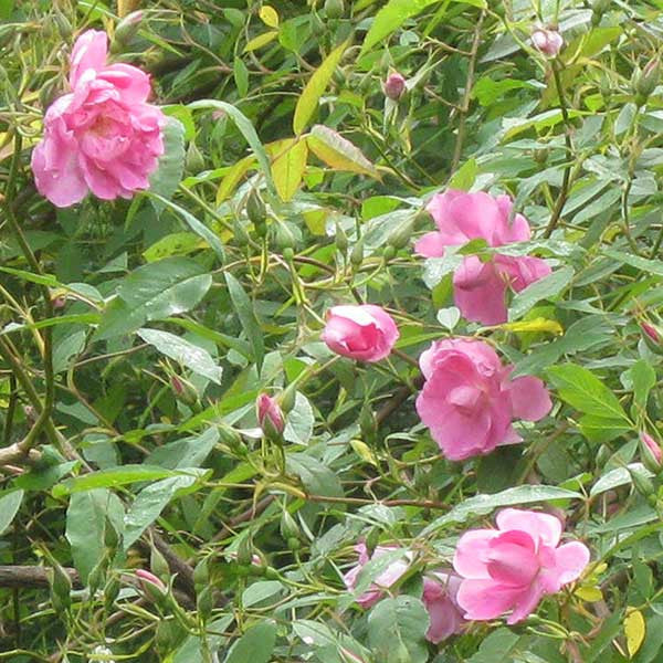 American Swamp Rose (Rosa palustris scandens)