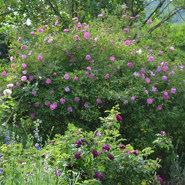 American Swamp Rose (Rosa palustris scandens)