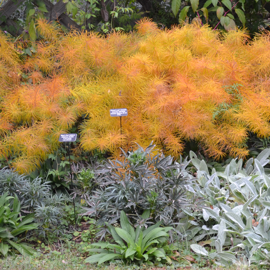 Thread Leaf Amsonia (Amsonia hubrichtii)