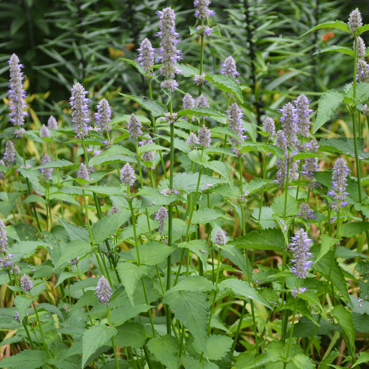 Anise Hyssop - Thumbnail 3