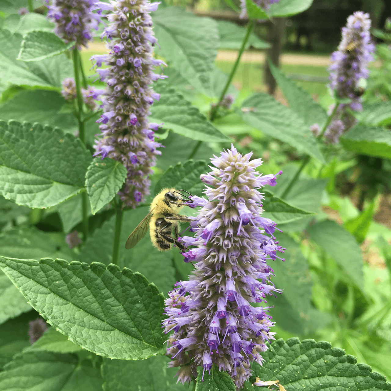 Anise Hyssop - Thumbnail 2