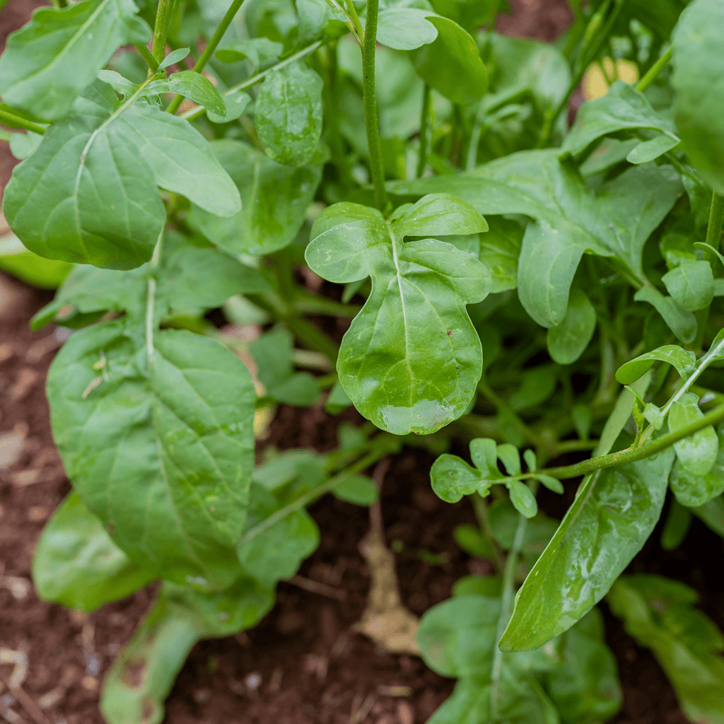 eruca sativa plant Arugula Seeds (Eruca vesicaria sativa)