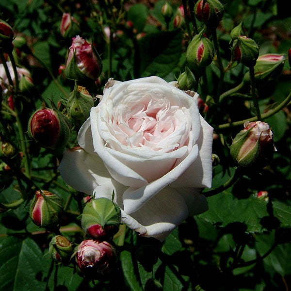 Baltimore Belle Rose (Rosa cv.)