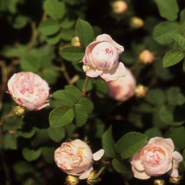 Baltimore Belle Rose (Rosa cv.)