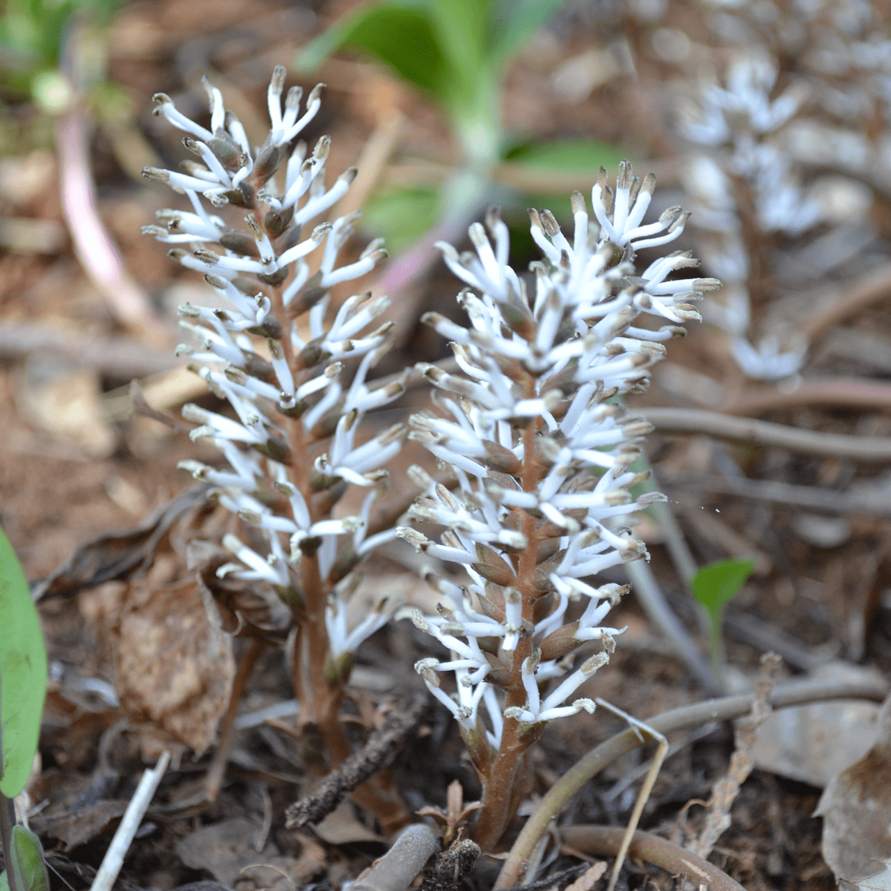 Bare Root Allegheny Pachysandra (Pachysandra procumbens) – Monticello Shop