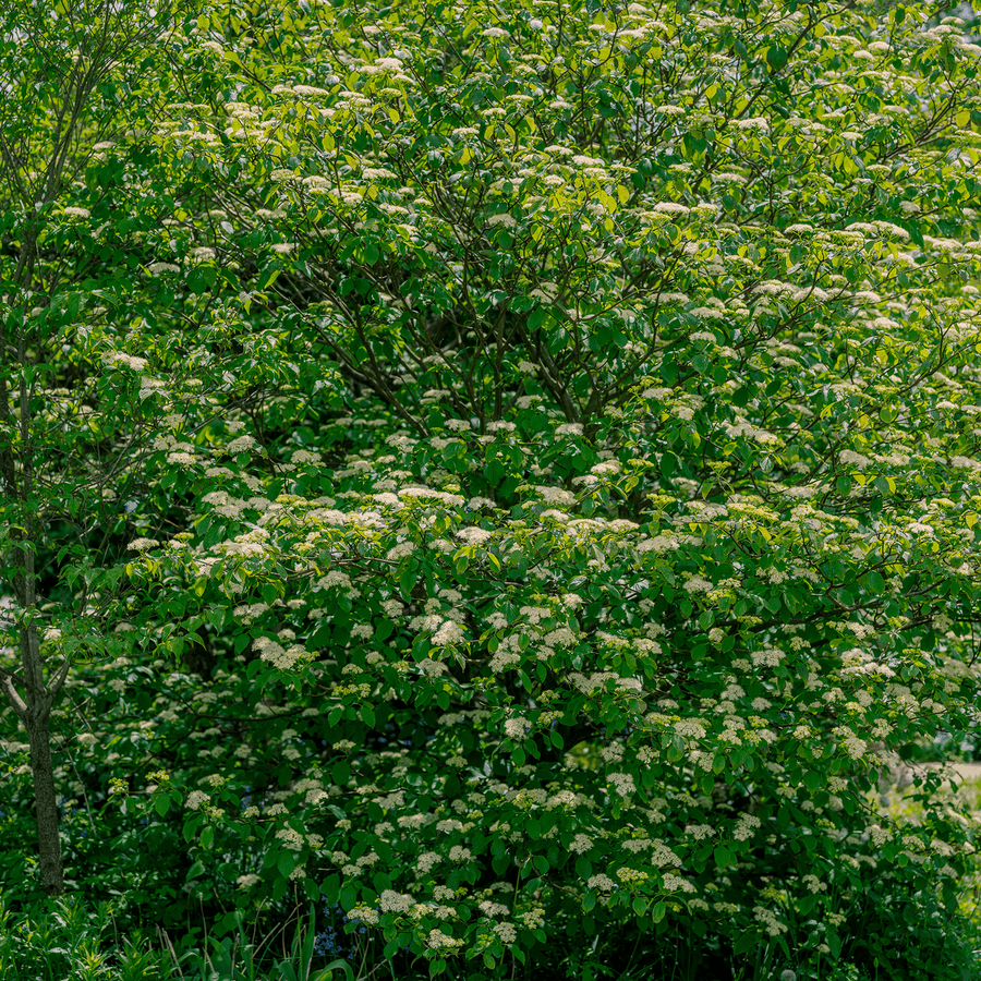 Bare Root Alternate - leaf Dogwood (Cornus alternifolia) - Monticello Shop
