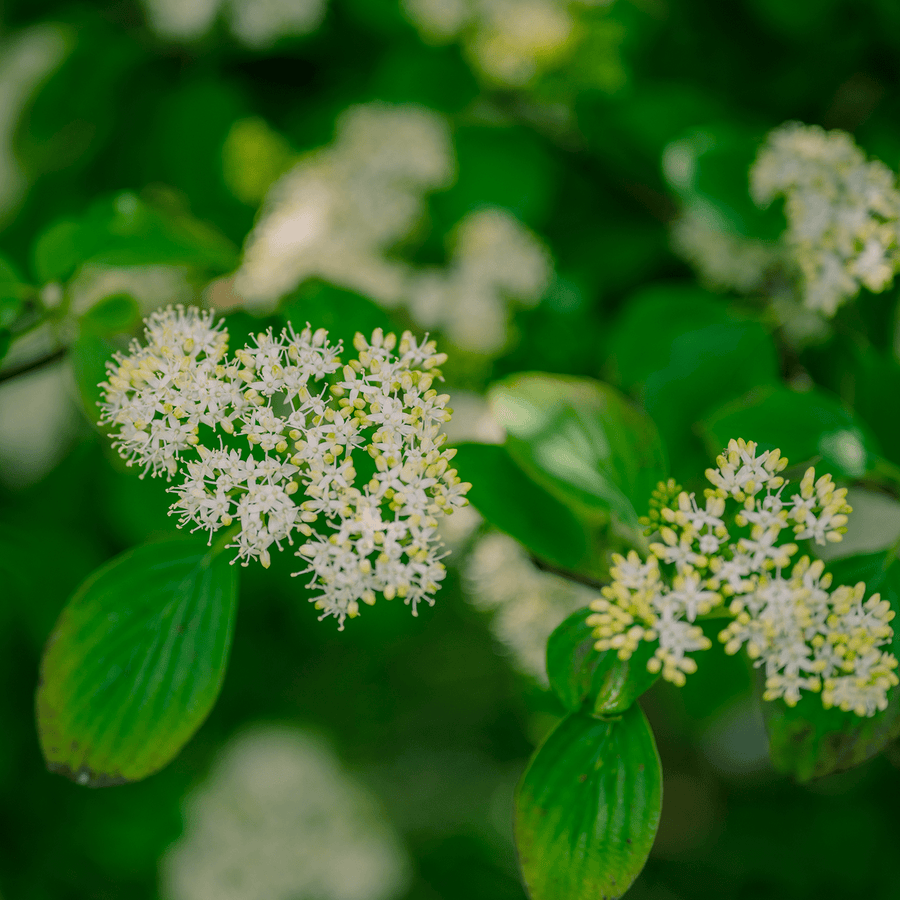 Bare Root Alternate - leaf Dogwood (Cornus alternifolia) - Monticello Shop