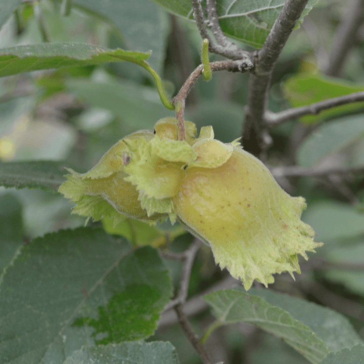 Bare Root American Hazelnut (Corylus americana) - Monticello Shop