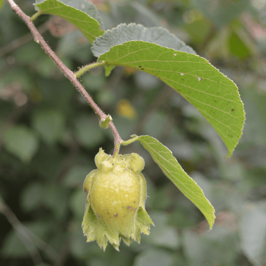 Bare Root American Hazelnut (Corylus americana) - Monticello Shop