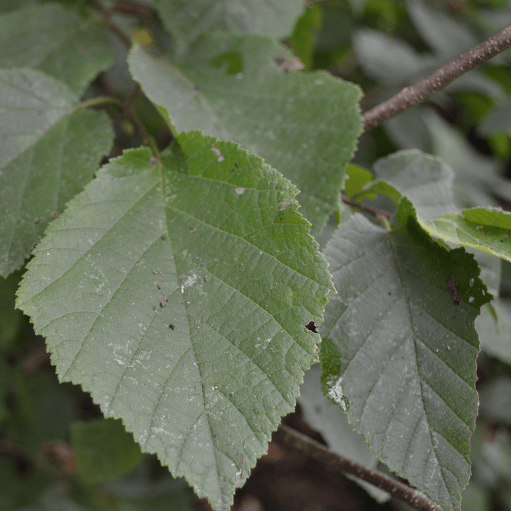Bare Root American Hazelnut (Corylus americana) - Monticello Shop