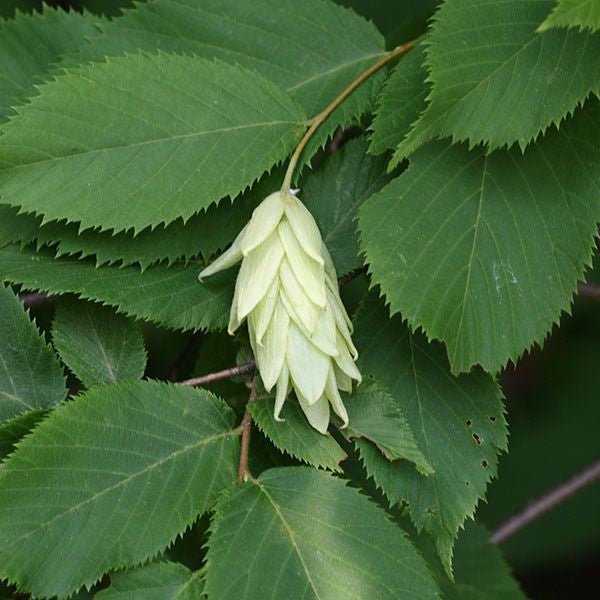 Bare Root American Hophornbeam (Ostrya virginiana) - Monticello Shop