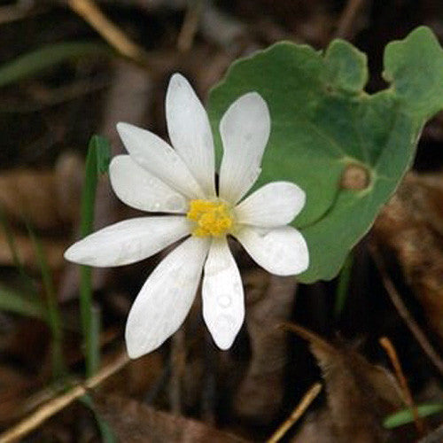 Bloodroot (Sanguinaria canadensis)