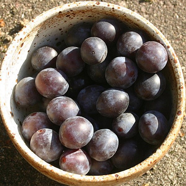 Bare Root Blue Damson Plum ( Prunus insititia) - Monticello Shop