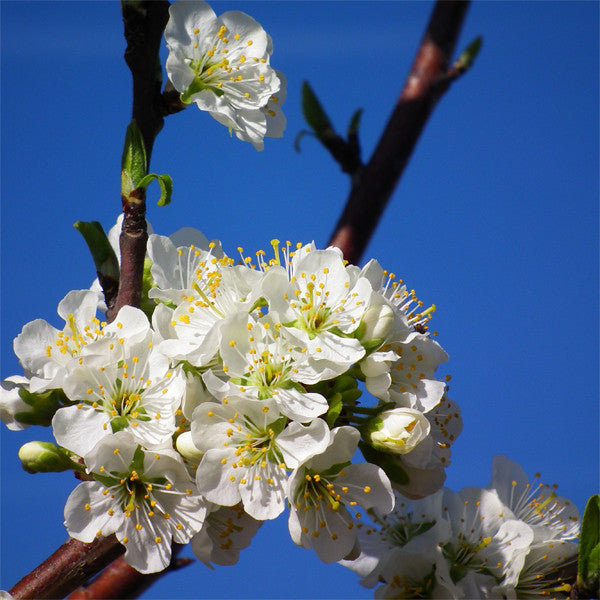 Bare Root Blue Damson Plum ( Prunus insititia)