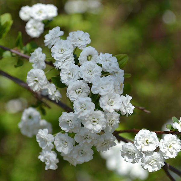 Bare Root Bridal Wreath Spirea (Spiraea prunifolia) - Monticello Shop