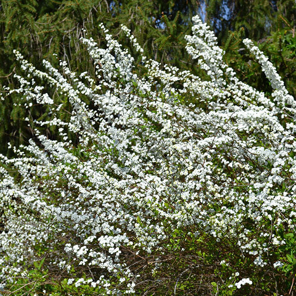 Bridal Wreath Spirea (Spiraea prunifolia)