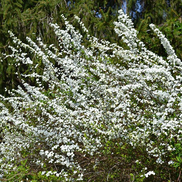 Bare Root Bridal Wreath Spirea (Spiraea prunifolia) - Monticello Shop