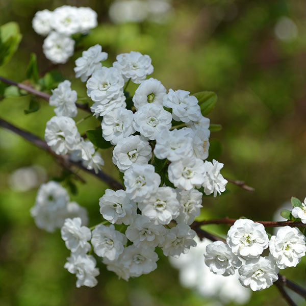 Bridal Wreath Spirea (Spiraea prunifolia)