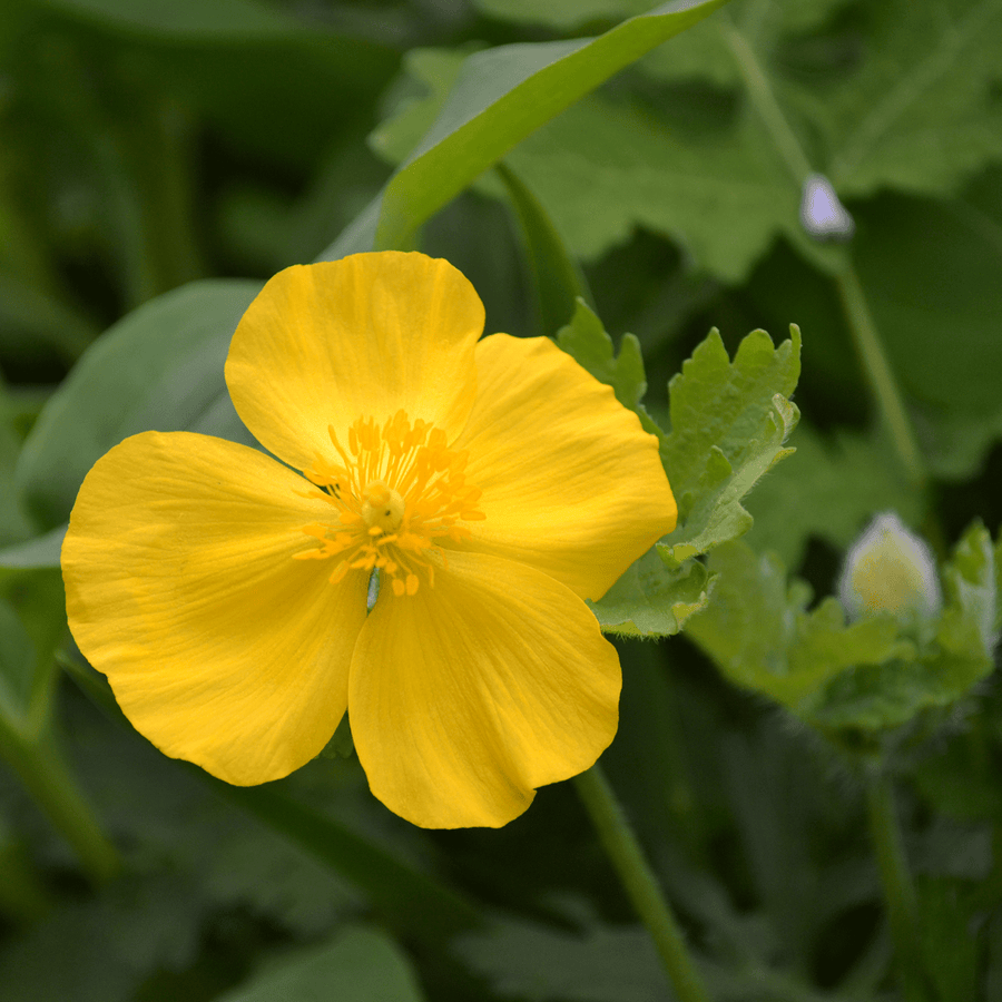 Bare Root Celandine Wood Poppy (Stylophorum diphyllum) - Monticello Shop