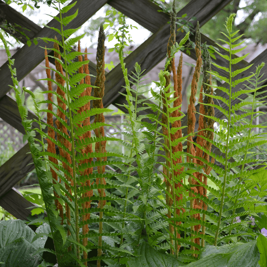 cinnamon fern plant Bare Root Cinnamon Fern (Osmunda cinnamomea) – Monticello Shop