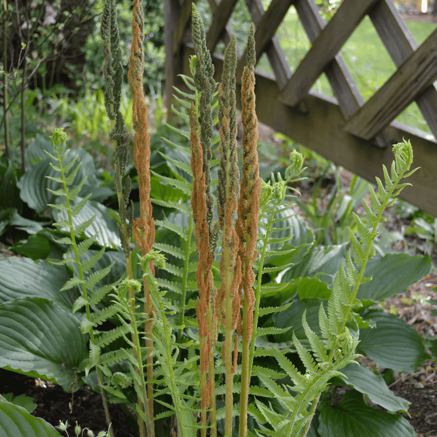 cinnamon to root plants Bare Root Cinnamon Fern (Osmunda cinnamomea) – Monticello Shop