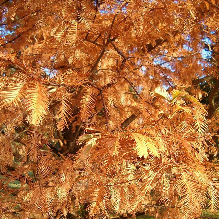 Bare Root Dawn Redwood (Metasequoia glyptostroboides) - Monticello Shop