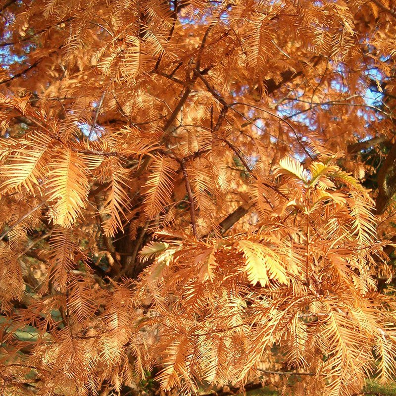 Bare Root Dawn Redwood (Metasequoia glyptostroboides) - Monticello Shop