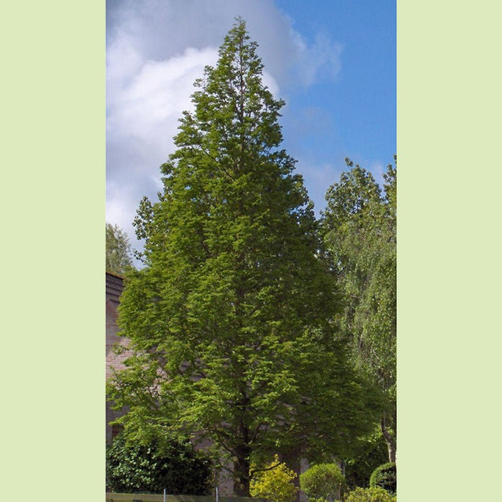 Bare Root Dawn Redwood (Metasequoia glyptostroboides) - Monticello Shop