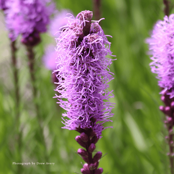 Bare Root Dense Blazing Star (Liatris spicata) – Monticello Shop