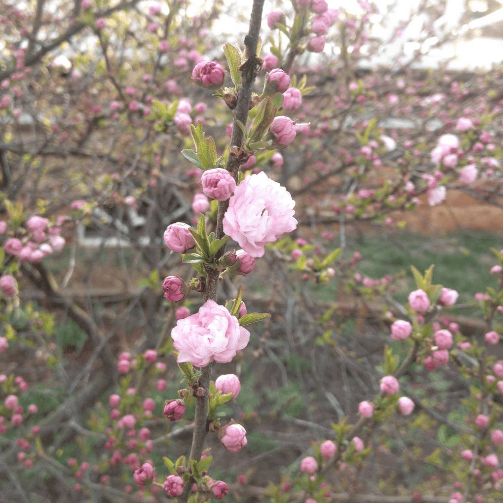 Bare Root Dwarf Flowering Almond (Prunus glandulosa 'Rosea Plena') –  Monticello Shop
