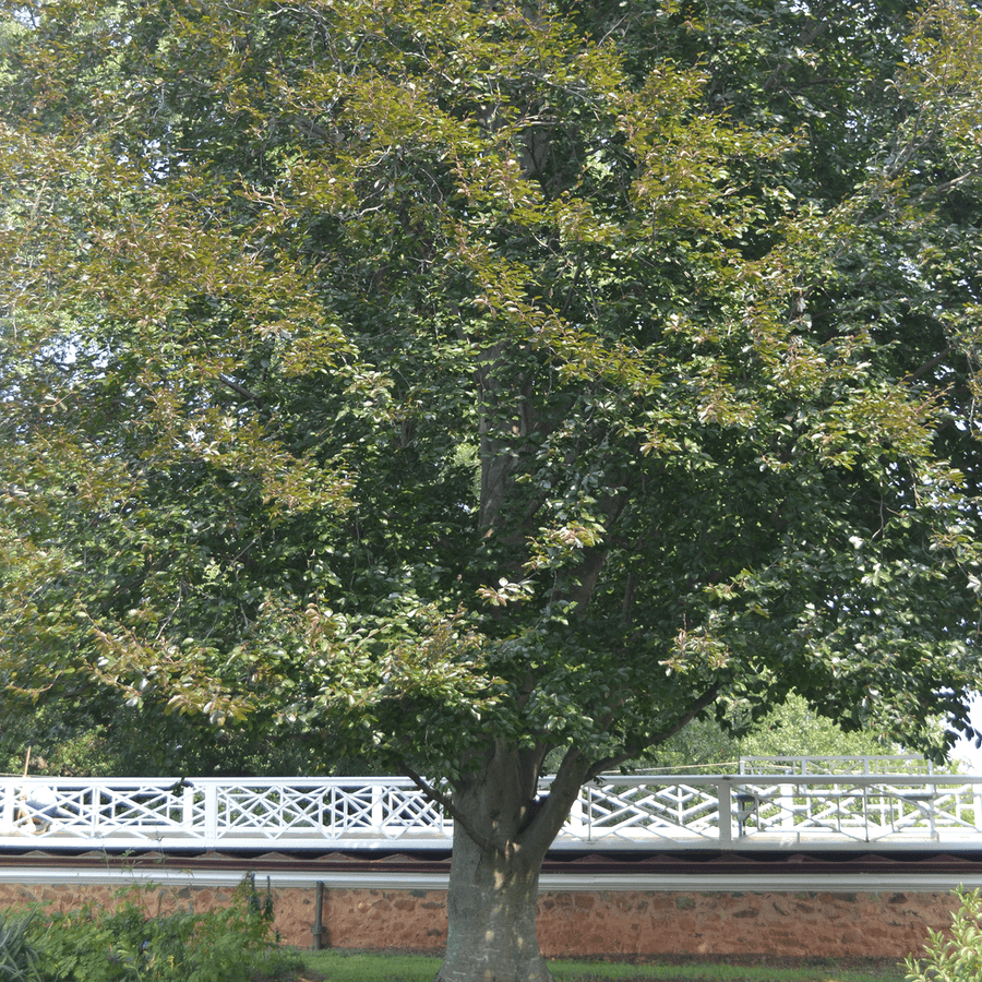 Bare Root European Copper Beech (Fagus sylvatica 'Purpurea') - Monticello Shop