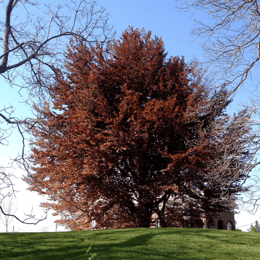 Bare Root European Copper Beech (Fagus sylvatica 'Purpurea') - Monticello Shop