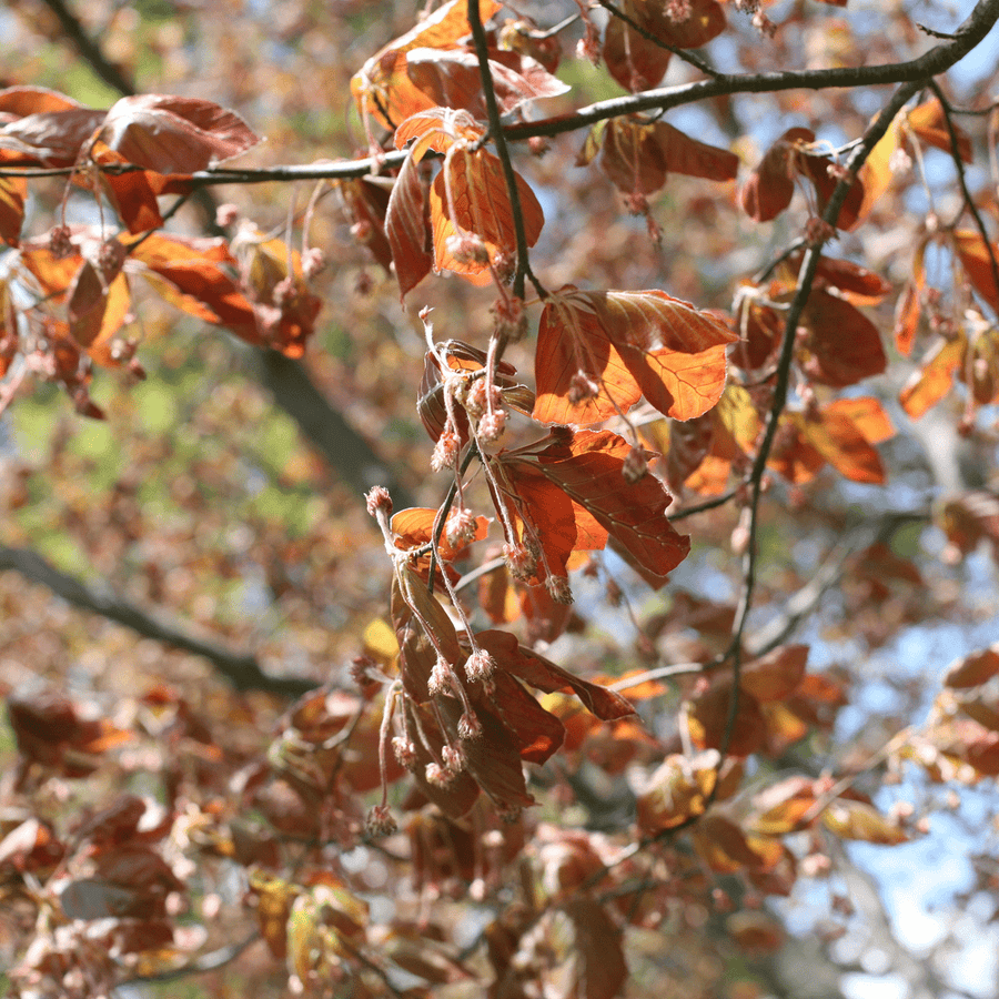 Bare Root European Copper Beech (Fagus sylvatica 'Purpurea') - Monticello Shop