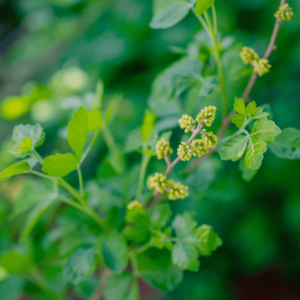 Bare Root Fragrant Sumac (Rhus aromatica) – Monticello Shop
