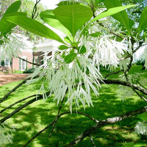 Bare Root Fringe Tree (Chionanthus virginicus)