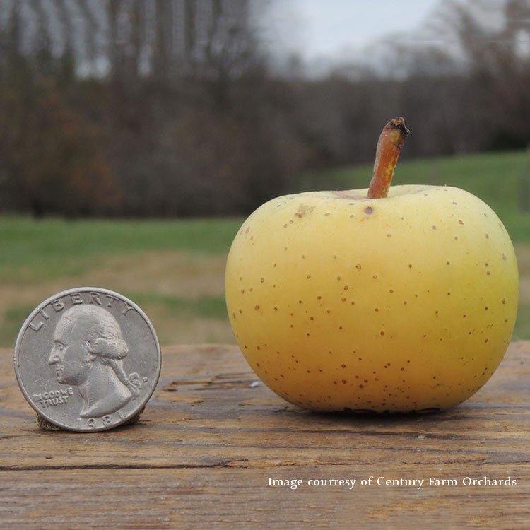 Bare Root Harrison Apple Tree (Malus cv.) - Monticello Shop