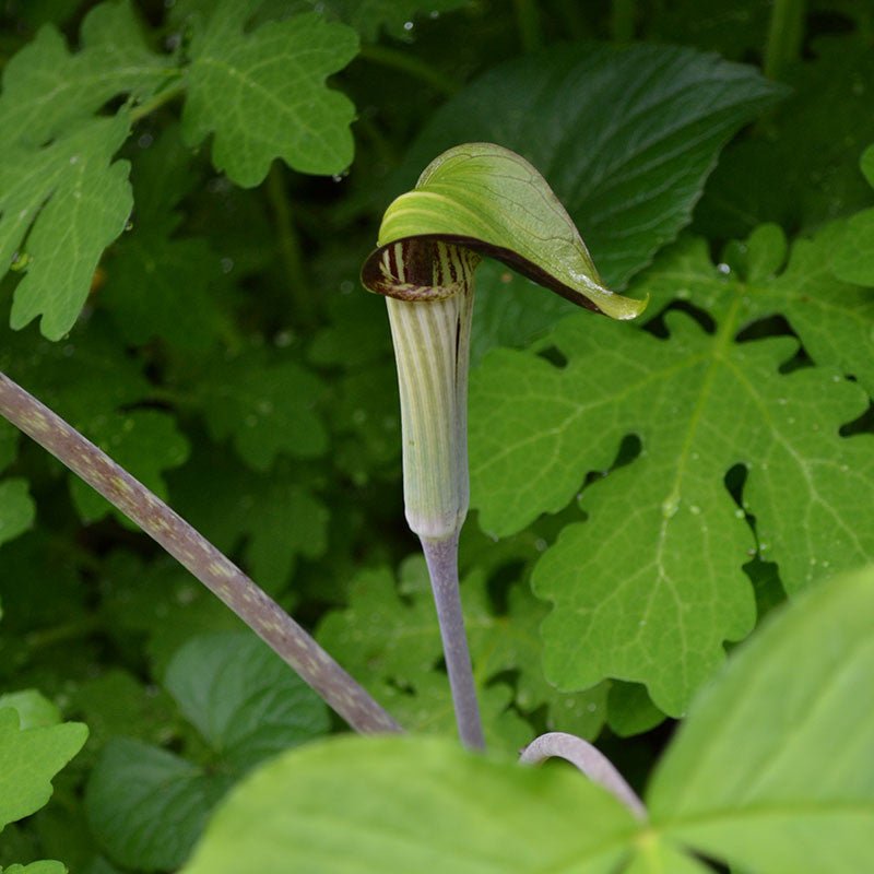 Bare Root Jack in the Pulpit (Arisaema triphyllum) – Monticello Shop