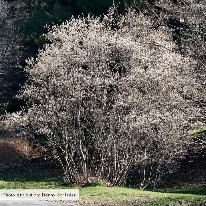 Bare Root Juneberry (Amelanchier canadensis) - Monticello Shop